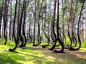 雷丁歌納瑟拉斯