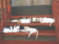 於 2011年4月24日 (日) 12:47 版本的縮圖