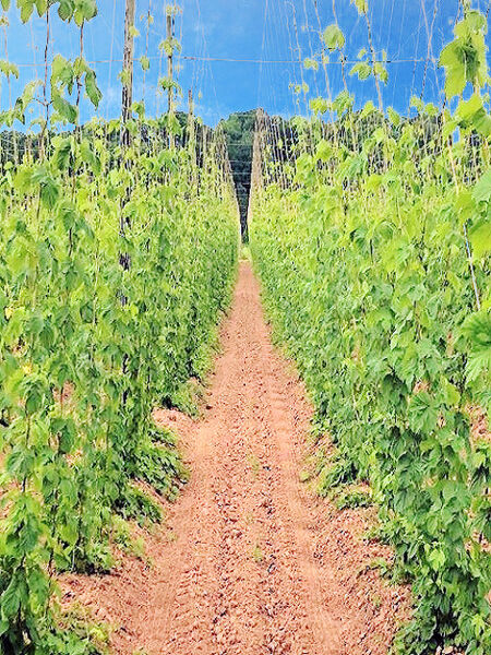 檔案:Ffinceastre Hops.jpg